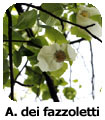 Albero dei fazzoletti